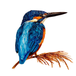 Kingfisher